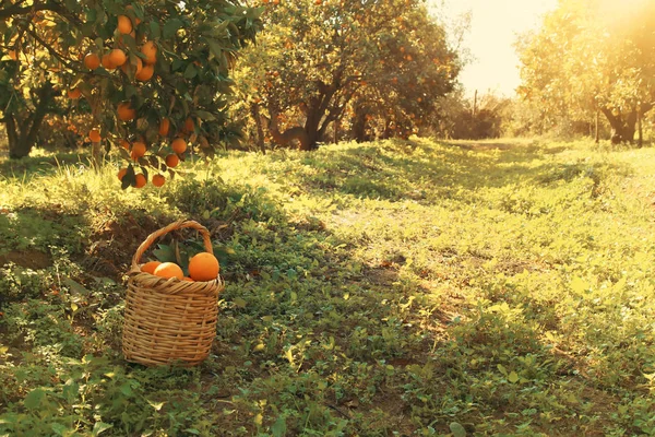 Kosár narancs, a citrus ültetvény. — Stock Fotó