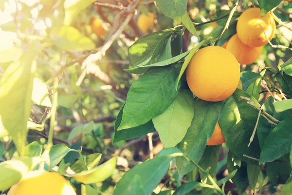 Vidéki táj képe a narancsfákkal, a citrus ültetvény. — Stock Fotó