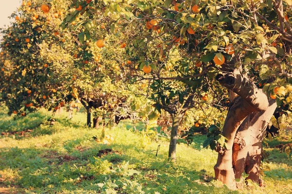 Vidéki táj képe a narancsfákkal, a citrus ültetvény. Vintage szűrt. — Stock Fotó