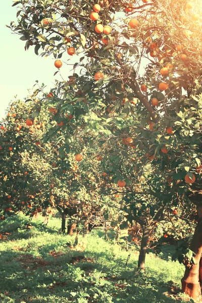 Сільський пейзажний образ оранжевих дерев на цитрусових плантаціях. Урожай фільтрований . — стокове фото