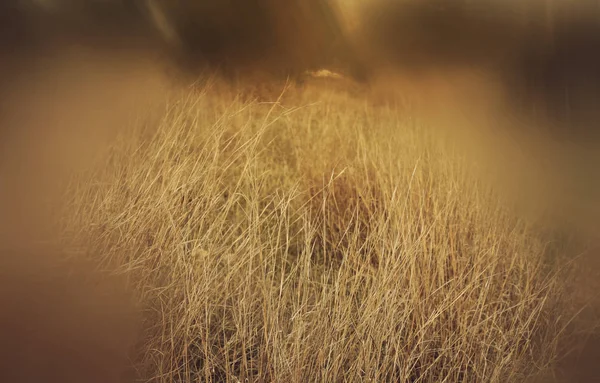 Abstraktní a surrealistické podzimní snový obraz lesa. — Stock fotografie