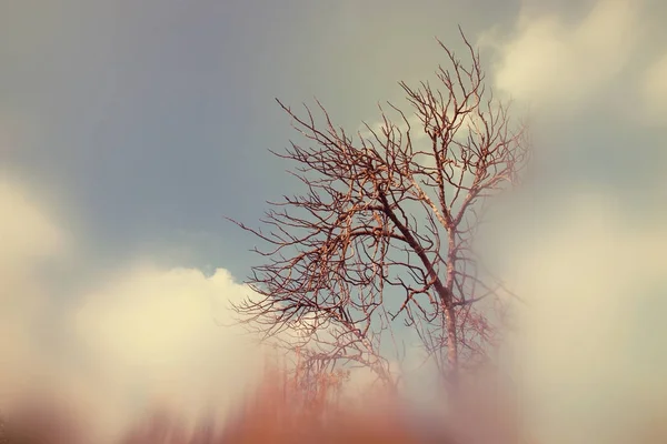Abstract en surrealistisch herfst dromerig beeld van kale takken in het bos, tegen hemel. — Stockfoto
