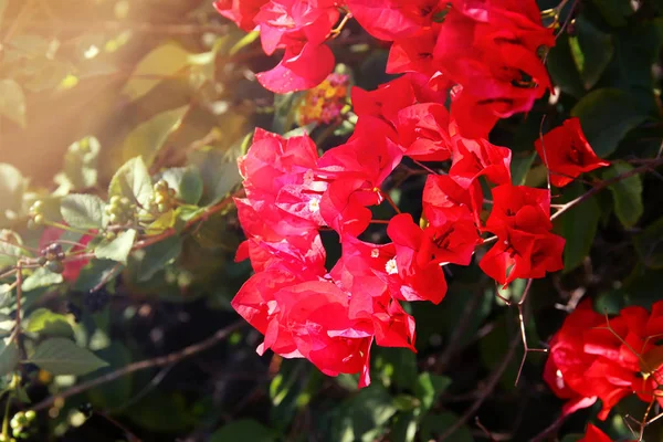 Verträumtes Bild blühender Bougainvillea-Blumen. — Stockfoto