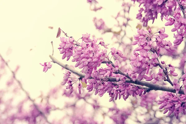 Bakgrund av våren rosa körsbärsblommor träd. selektivt fokus. — Stockfoto