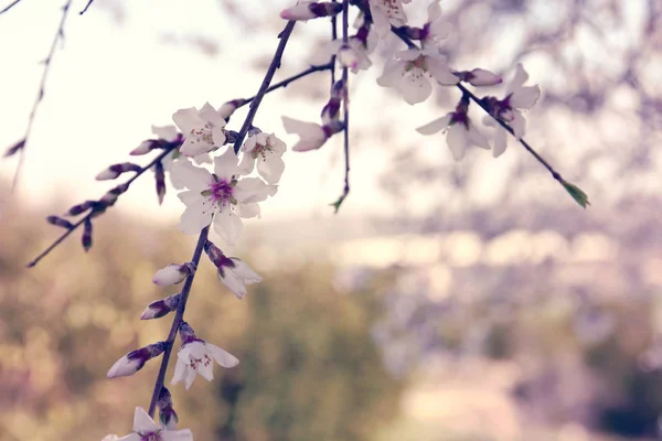 Háttér tavaszi fehér cseresznyevirág fa. szelektív fókusz. — Stock Fotó