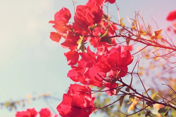 Dromerig beeld van bloeiende Bougainville bloemen. — Stockfoto