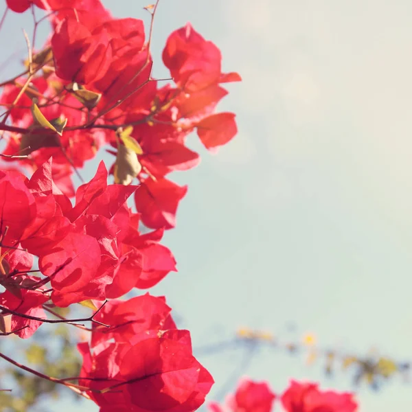 Drömmande bild av blommande bougainvillea blommor. — Stockfoto