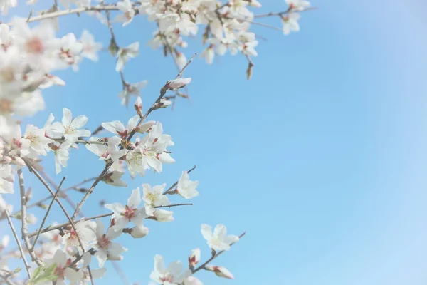 Tło wiosenno-białego drzewa wiśni. ukierunkowanie selektywne. — Zdjęcie stockowe