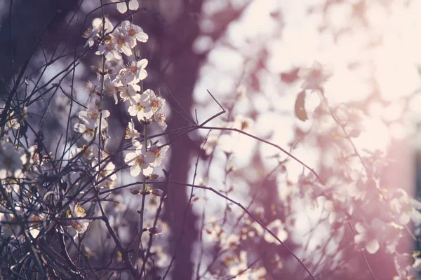 Fond de fleurs de cerisier blanc de printemps arbre. focus sélectif. — Photo