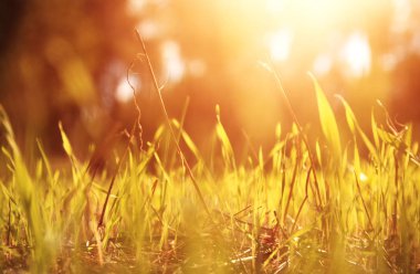 Ormanın içinde taze çimen düşük açılı görünüş