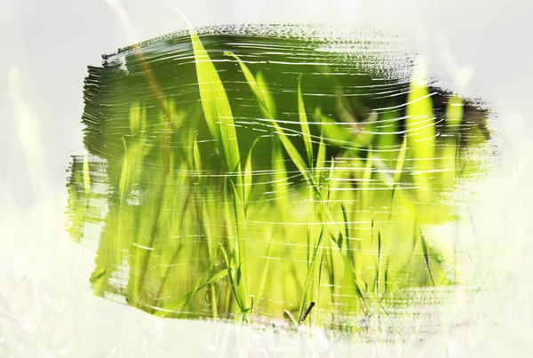 Dreamy Abstract Image Meadow Green Young Grass Double Exposure Effect — Stock Photo, Image