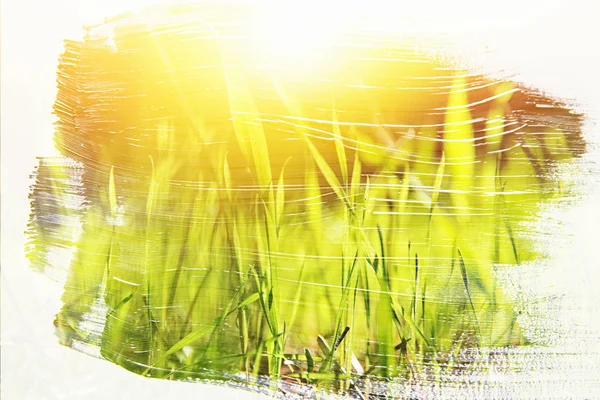 Dreamy Abstract Image Meadow Green Young Grass Double Exposure Effect — Stock Photo, Image