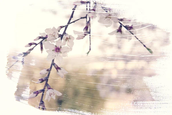 桜の夢のような抽象的なイメージ 水彩ブラシ ストロークのテクスチャと二重露光効果 — ストック写真