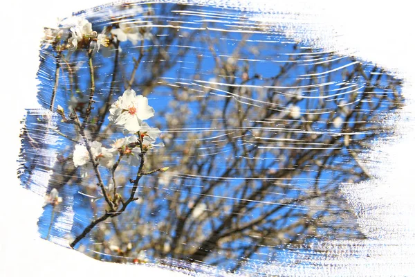 Dromerige Abstract Beeld Van Kersenboom Dubbele Blootstelling Effect Met Aquarel — Stockfoto