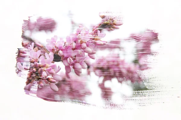 Dromerige Abstract Beeld Van Kersenboom Dubbele Blootstelling Effect Met Aquarel — Stockfoto