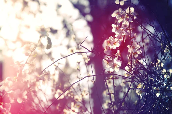 春の白桜の木の背景 選択的焦点 — ストック写真