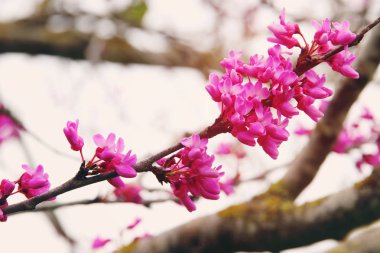 arka plan ağaç bahar pembe kiraz çiçekleri. seçici odak.