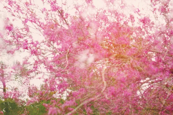 Doble exposición, imagen abstracta onírica y borrosa del árbol de flores de cerezo rosa primavera. enfoque selectivo. filtrado vintage . —  Fotos de Stock