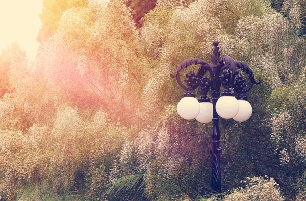 Kép a gyönyörű fehér virágok és vintage utcai lámpa a parkban. — Stock Fotó