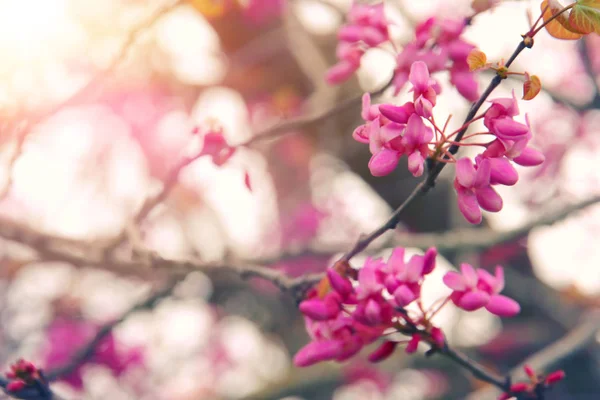 Bakgrund av våren rosa körsbärsblommor träd. selektivt fokus. — Stockfoto