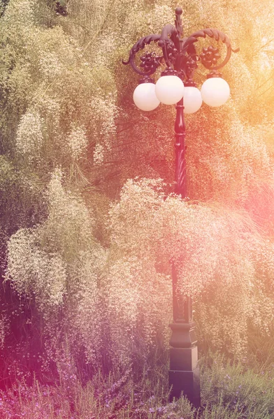 Imagen de hermosas flores blancas y lámpara de calle vintage en el parque . —  Fotos de Stock