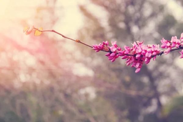 Background of spring pink cherry blossoms tree. selective focus. — Stock Photo, Image