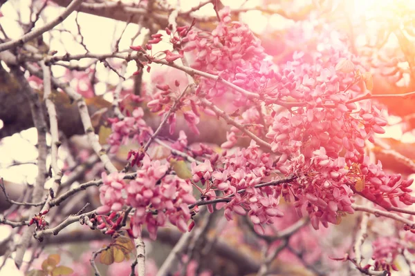 Background of spring pink cherry blossoms tree. selective focus. — Stock Photo, Image