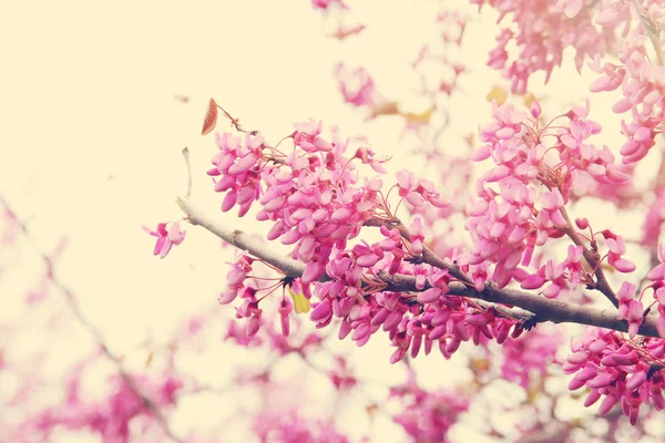 Background of spring pink cherry blossoms tree. selective focus. — Stock Photo, Image