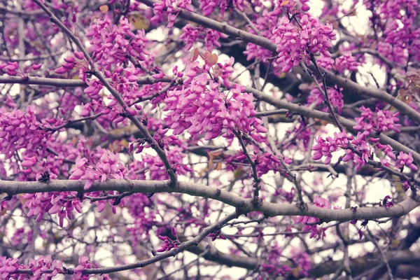 Fondo del árbol de flores de cerezo rosa primavera. enfoque selectivo . — Foto de Stock