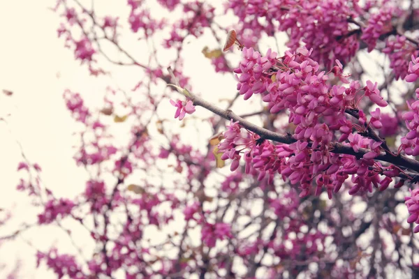 Background of spring pink cherry blossoms tree. selective focus. — Stock Photo, Image