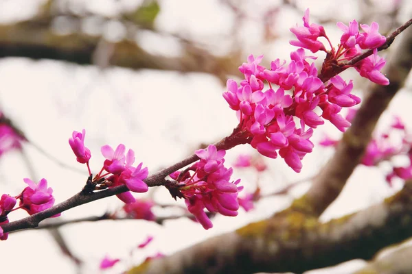 Achtergrond van voorjaar roze kersenbloesem boom. selectieve aandacht. — Stockfoto