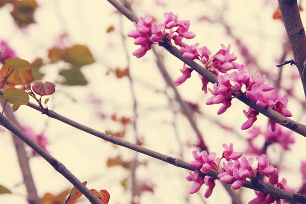 Bakgrund av våren rosa körsbärsblommor träd. selektivt fokus. — Stockfoto