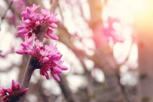 Bakgrund av våren rosa körsbärsblommor träd. selektivt fokus. — Stockfoto