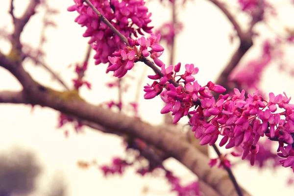 Achtergrond van voorjaar roze kersenbloesem boom. selectieve aandacht. — Stockfoto