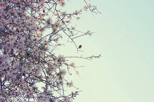 Background Spring Pink White Blossoms Tree Selective Focus — Stock Photo, Image