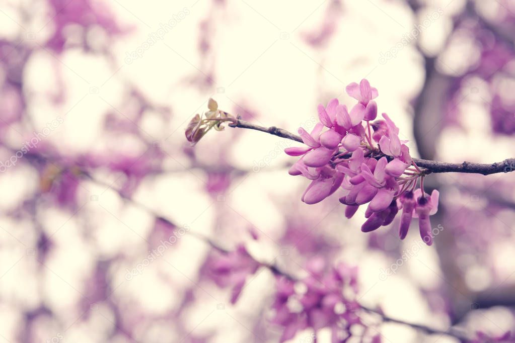 background of spring pink cherry blossoms tree. selective focus.