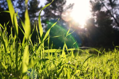 taze ot düşük açılı görünümü. özgürlük ve yenileme kavramı.