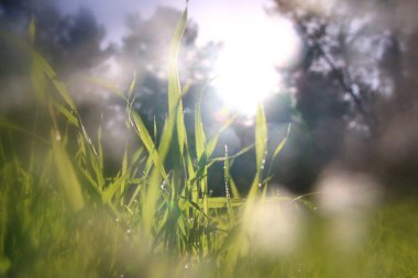 taze ot düşük açılı görünümü. özgürlük ve yenileme kavramı.