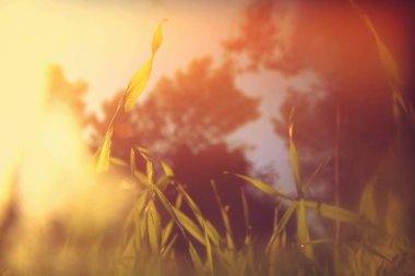 taze ot düşük açılı görünümü. özgürlük ve yenileme kavramı. Vintage filtre uygulanmış görüntü.