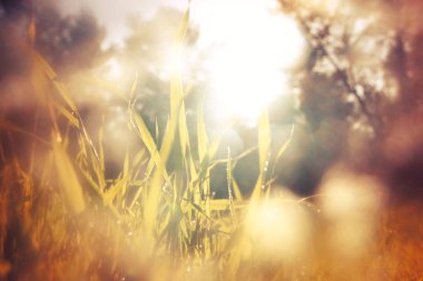 taze ot düşük açılı görünümü. özgürlük ve yenileme kavramı. Vintage filtre uygulanmış görüntü.