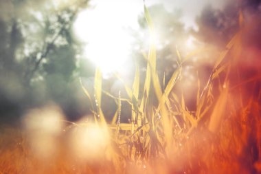 taze ot düşük açılı görünümü. özgürlük ve yenileme kavramı. Vintage filtre uygulanmış görüntü.