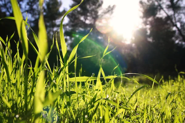 Low angle view of fresh grass. freedom and renewal concept. — Stock Photo, Image