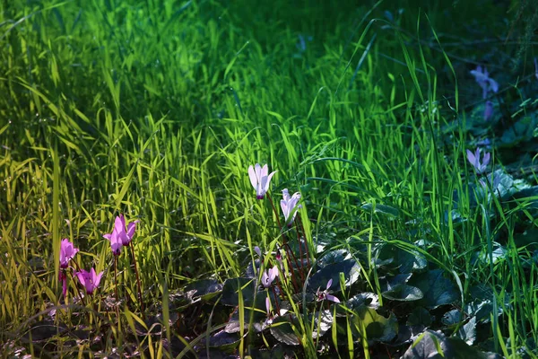 Låg vinkel Visa bild av färskt gräs och cyklamen vårblommor. frihet och förnyelse koncept. — Stockfoto