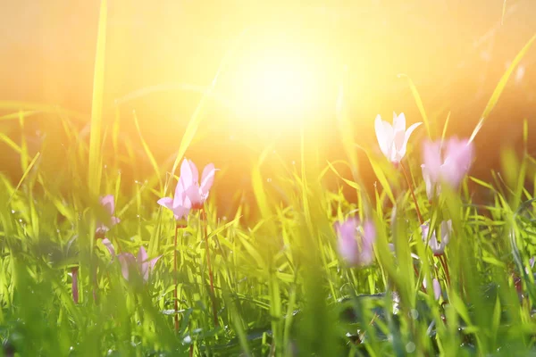 Imagen de vista de ángulo bajo de hierba fresca y flores de ciclamen de primavera. concepto de libertad y renovación . — Foto de Stock