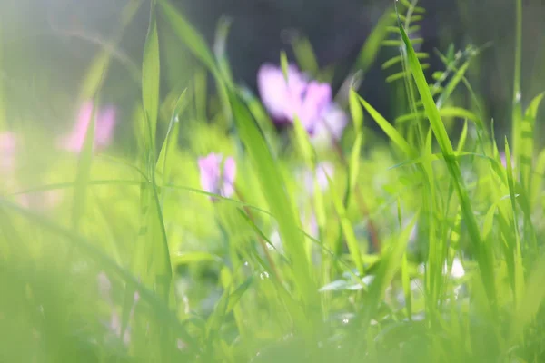 Imagen de vista de ángulo bajo de hierba fresca y flores de ciclamen de primavera. concepto de libertad y renovación . —  Fotos de Stock