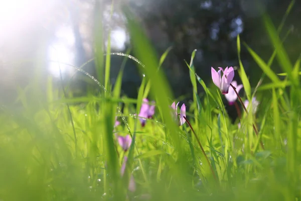 Imagen de vista de ángulo bajo de hierba fresca y flores de ciclamen de primavera. concepto de libertad y renovación . — Foto de Stock