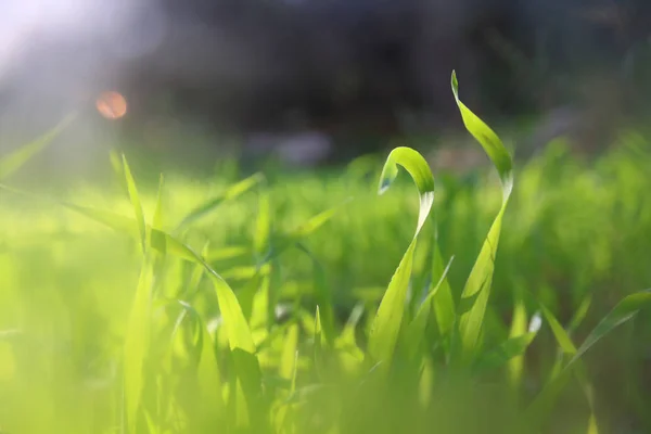 Visão de baixo ângulo de grama fresca. conceito de liberdade e renovação . — Fotografia de Stock