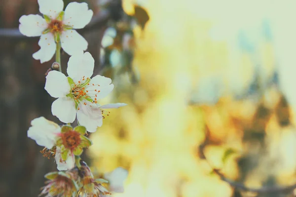 Bakgrund av våren vit körsbär blommar trädet. selektivt fokus. Vintage filtreras. — Stockfoto