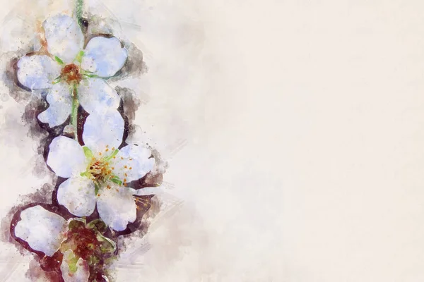 Watercolor style and abstract image of vintage white cherry tree. — Stock Photo, Image