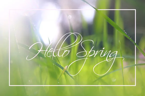 Low angle view image of fresh grass. freedom and renewal concept with spring text. — Stock Photo, Image